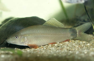 Yasuhikotakia eos